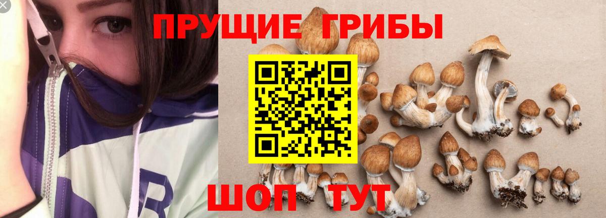 Мурино  Псилоцибиновые грибы GOLDEN TEACHER  Галлюциногенные грибы мухоморы  Вход с VPN 